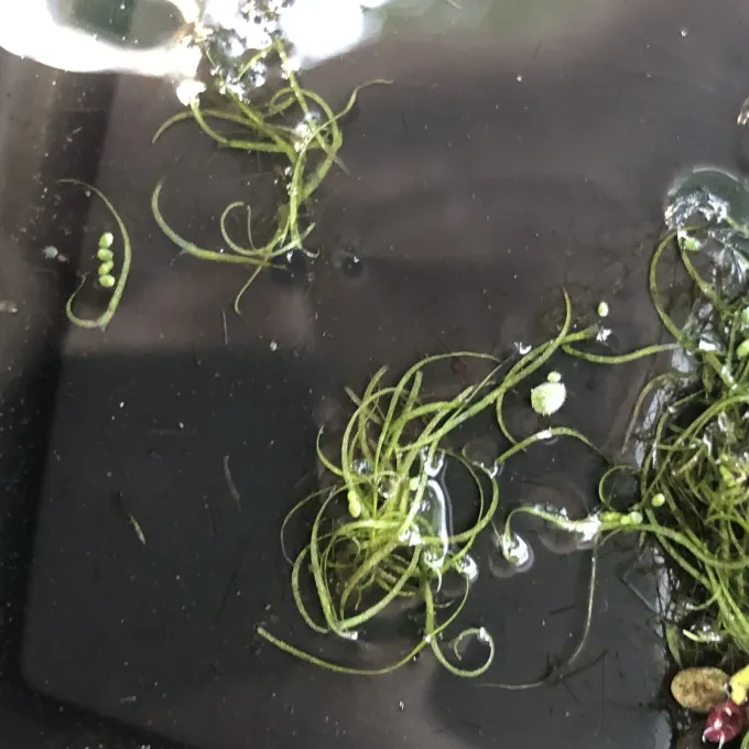 Wolffiella floridana