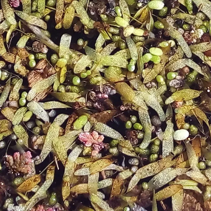 Wolffiella lingulata