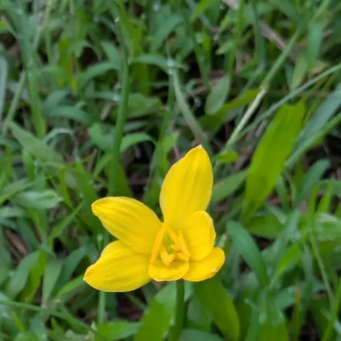 Zephyranthes eggersiana