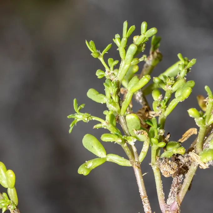 Zygophyllum ammophilum