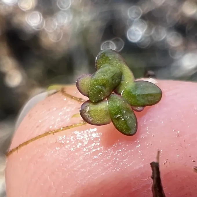 Spirodela intermedia