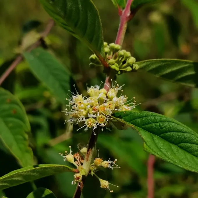 Adenaria floribunda