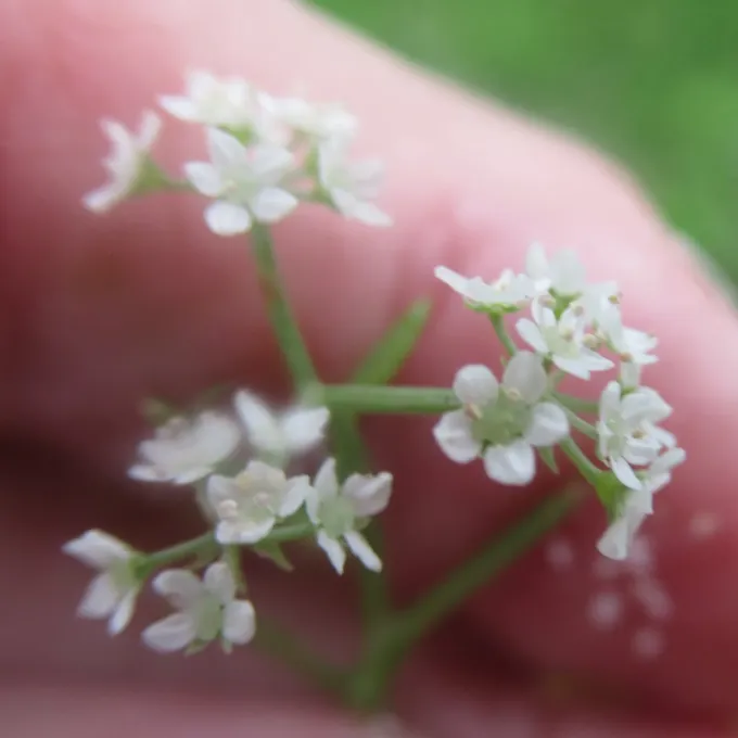 Limnosciadium pinnatum