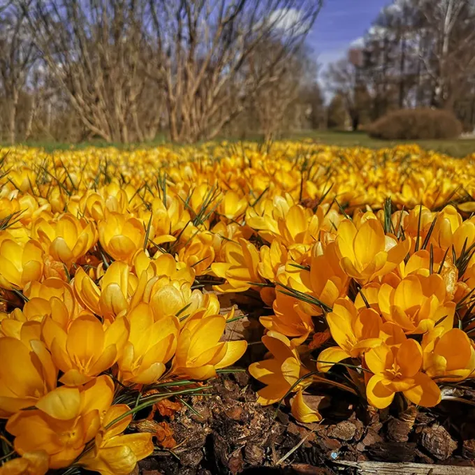 Ankara crocus