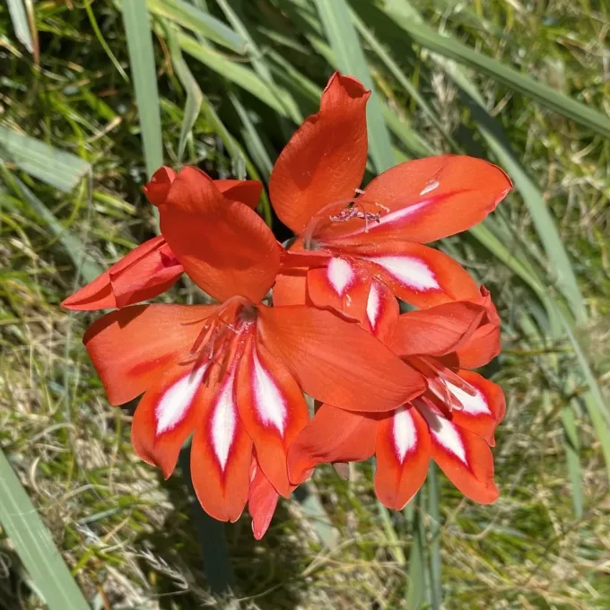 Gladiolus cardinalis