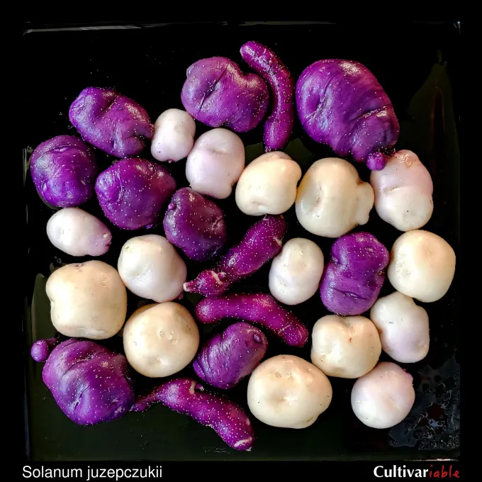 Solanum juzepczukii