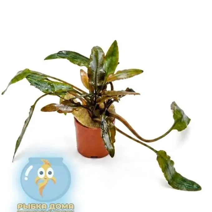 Cryptocoryne beckettii