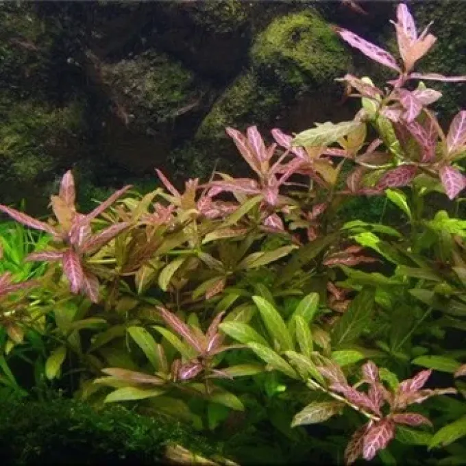 Hygrophila rosanervis