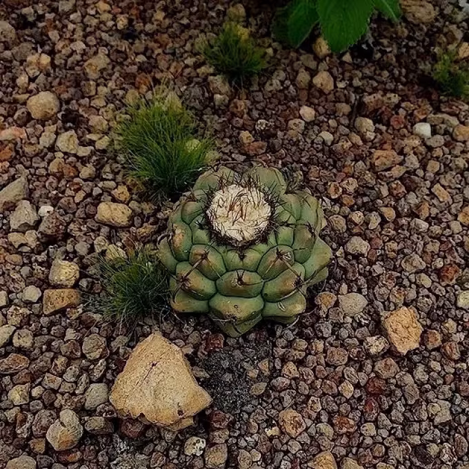Discocactus heptacanthus