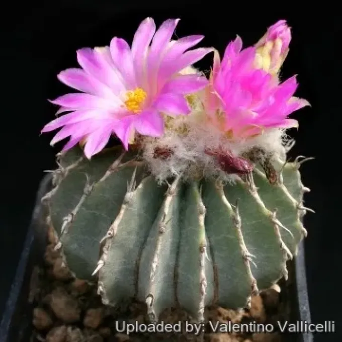 Geohintonia mexicana