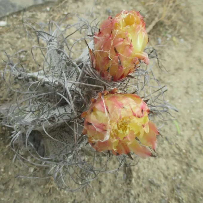 Astrophytum capricorne