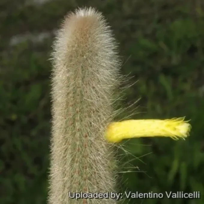 Cleistocactus ritteri