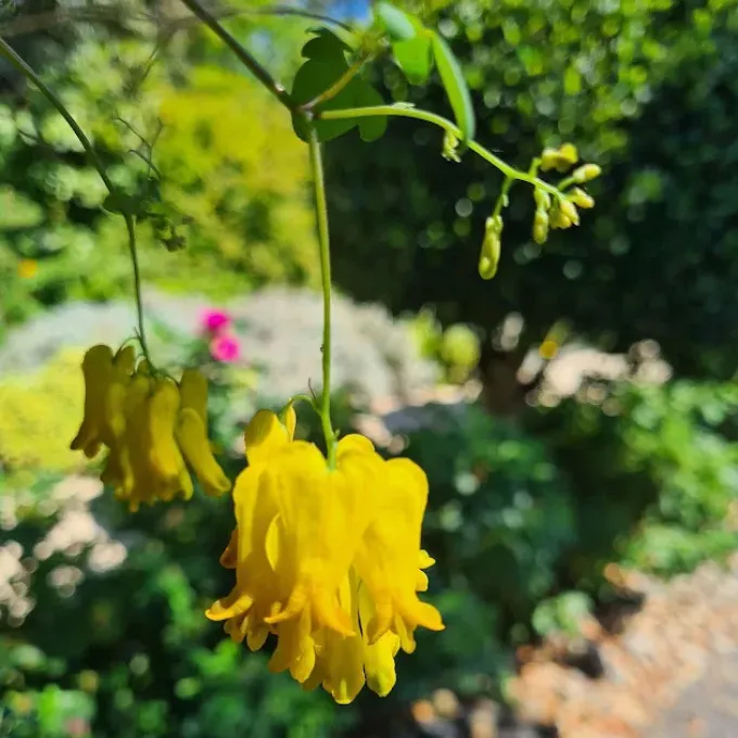 Dactylicapnos scandens