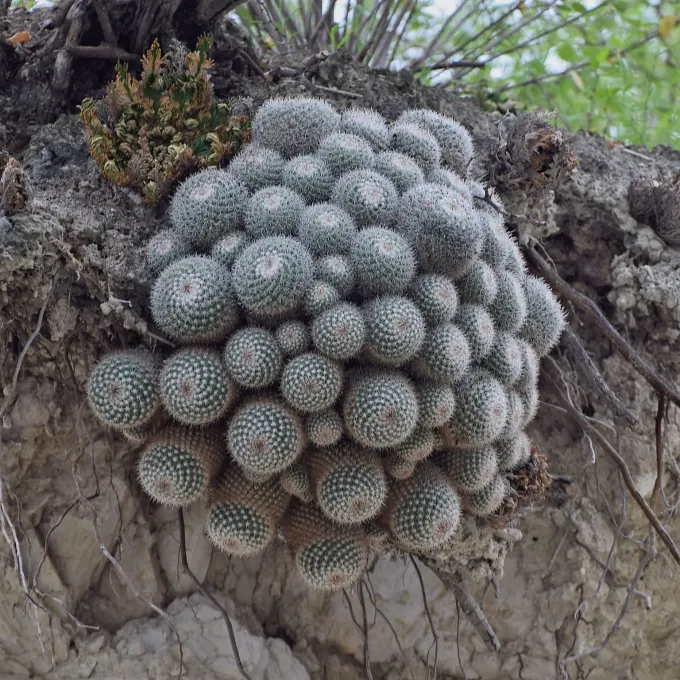 Mammillaria geminispina