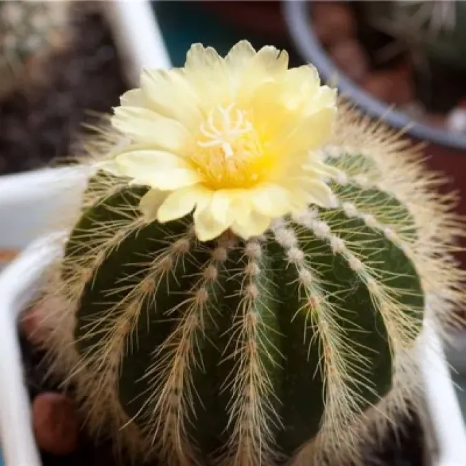 Notocactus horstii