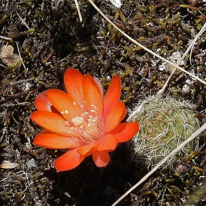 Ребуція нарваесенсіс