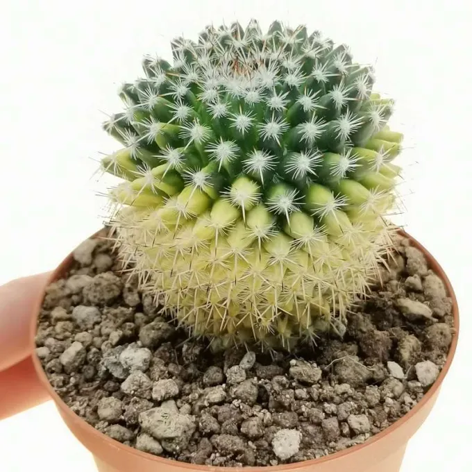 Mammillaria mammillaris