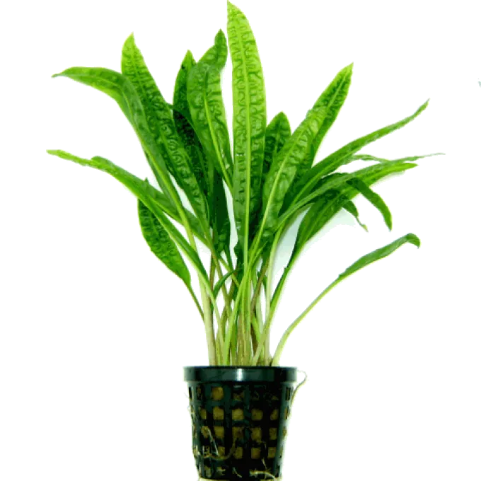 Cryptocoryne crispatula