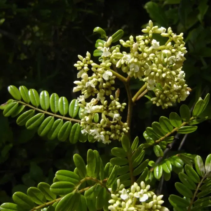 Dalbergia baronii