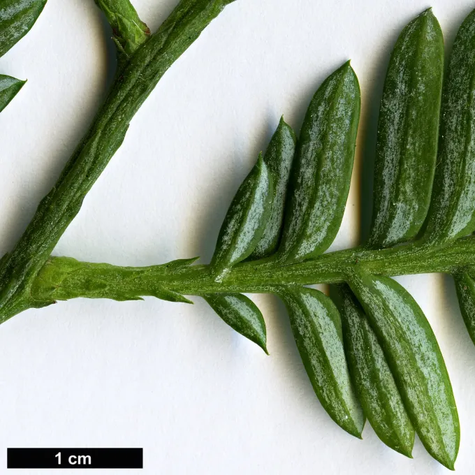 Acmopyle sahniana