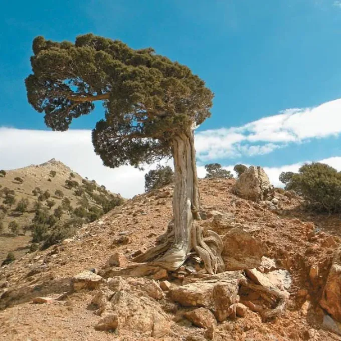 Przewalski juniper