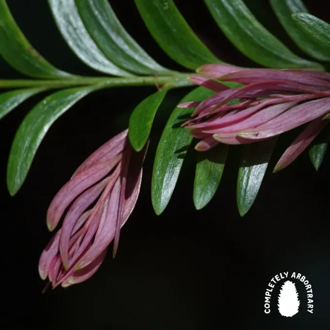 Falcatifolium taxoides