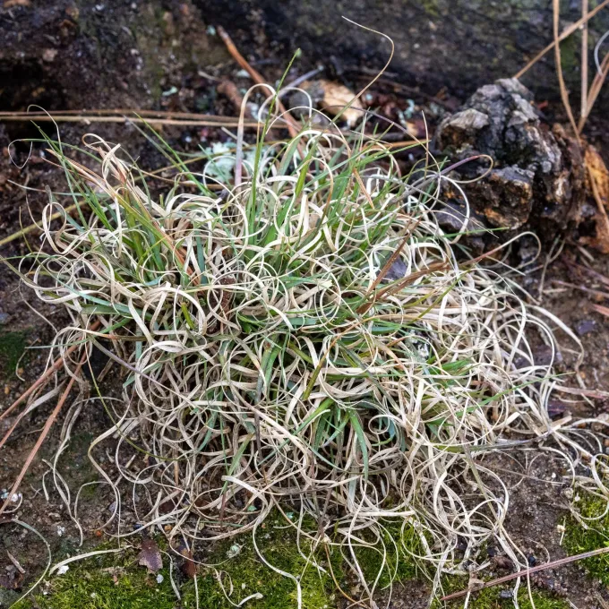 Poverty oatgrass