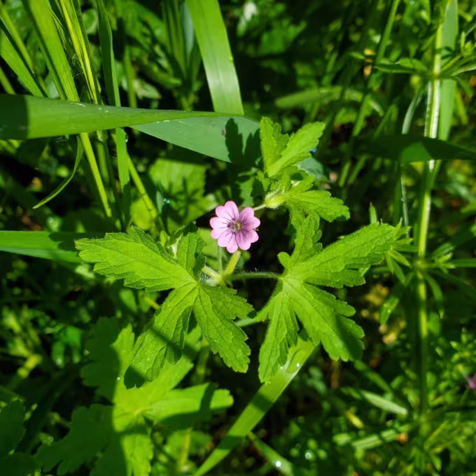 Geranium divaricatum