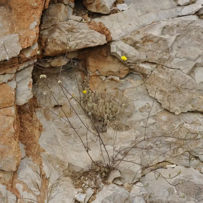 Dioscorides hawkweed