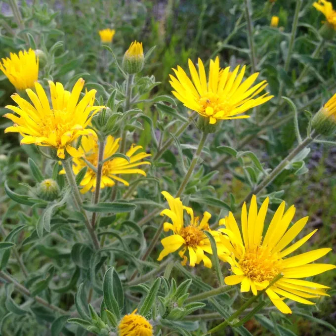 Hairy goldenaster