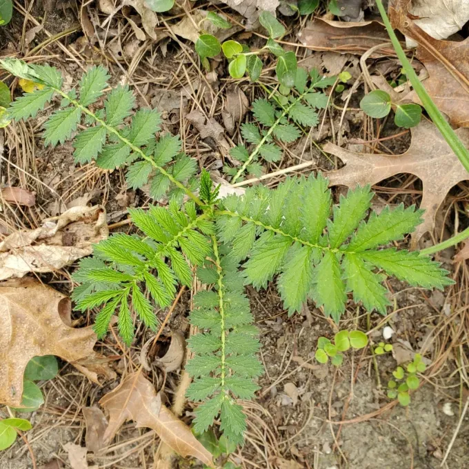 Smallflower agrimony