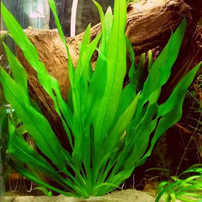 Amazon sword plant