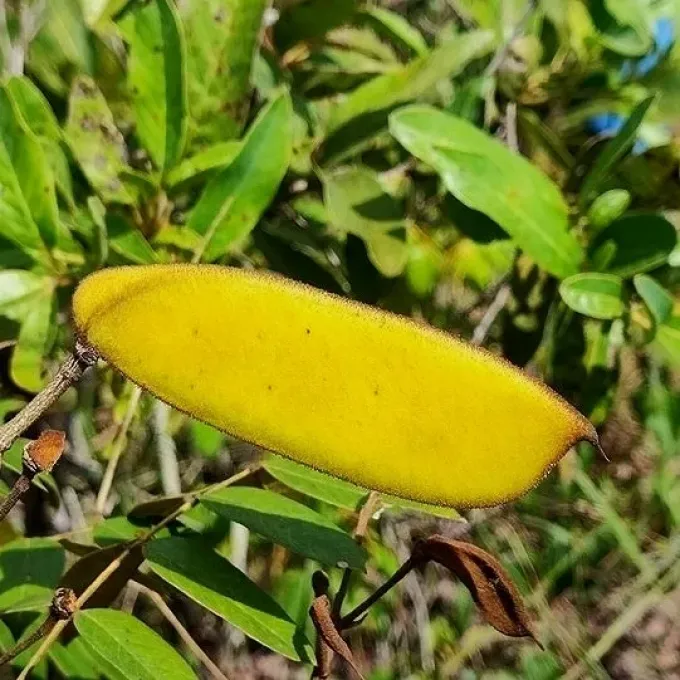 Cenostigma macrophyllum
