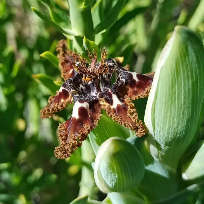 Ferraria crispa