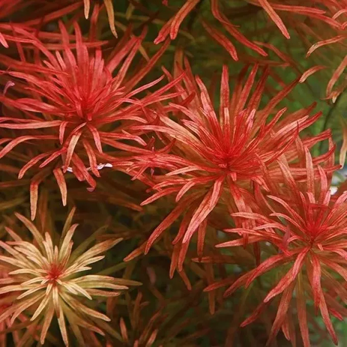 Ludwigia inclinata