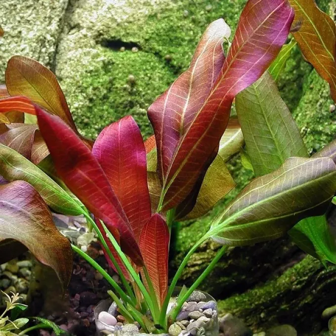 Echinodorus barthii