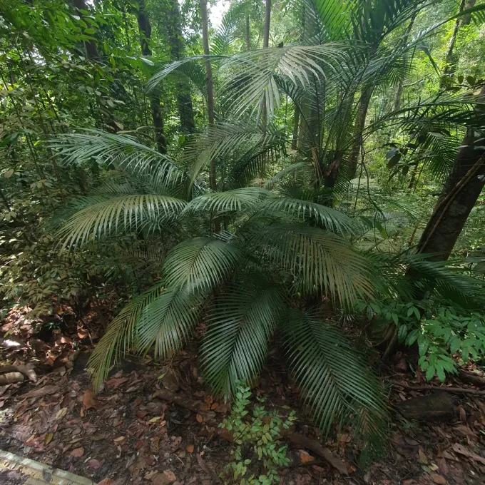 Rhopaloblaste singaporensis