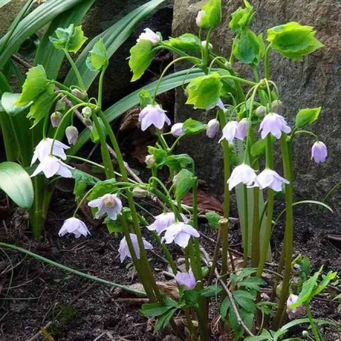 Ranzania japonica