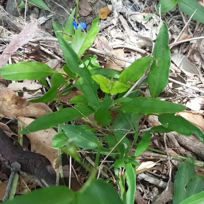 Commelina prostrata