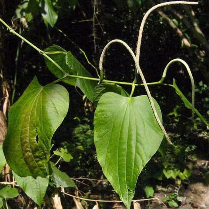Piper marginatum