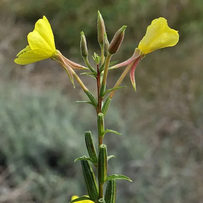 Adriatic evening primrose