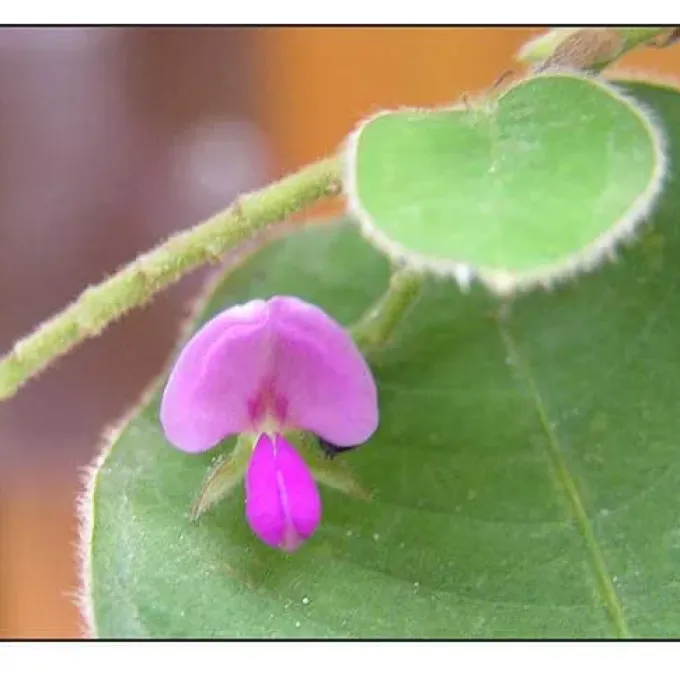 Desmodium styracifolium