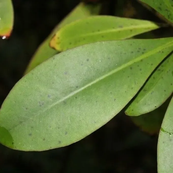 Badula barthesia