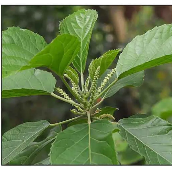 Claoxylon parviflorum