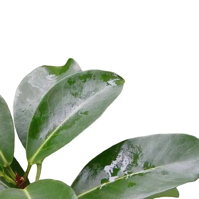 Ficus reflexa
