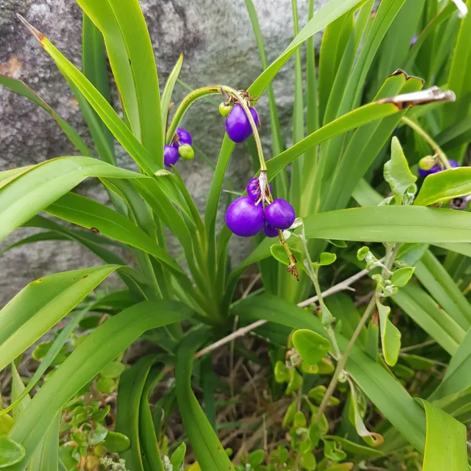 Dianella congesta