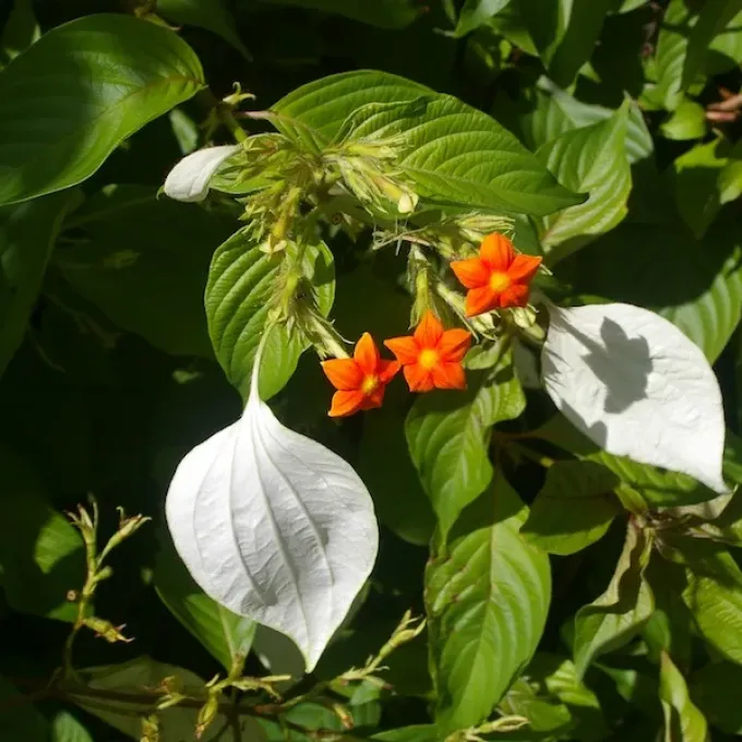 Mussaenda landia