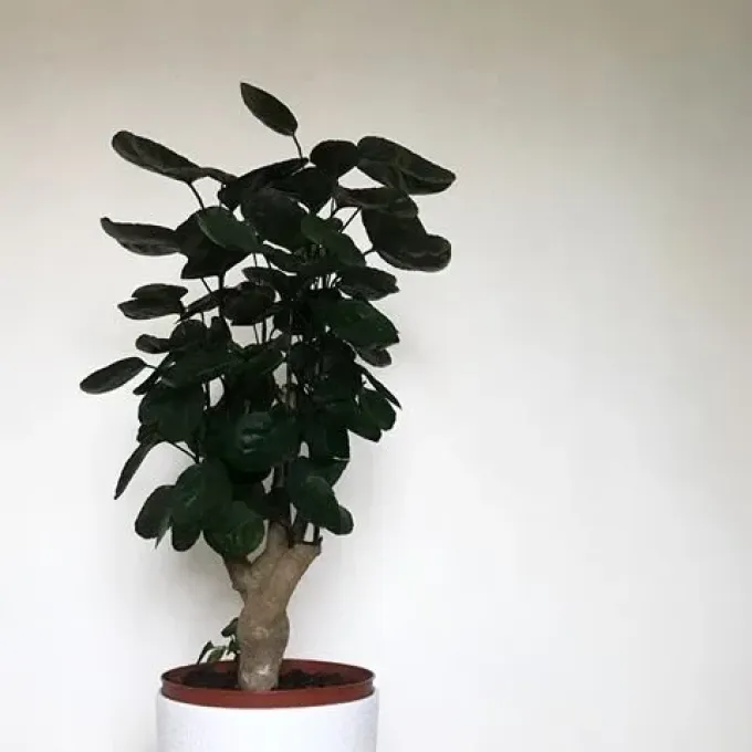 Polyscias bernieri