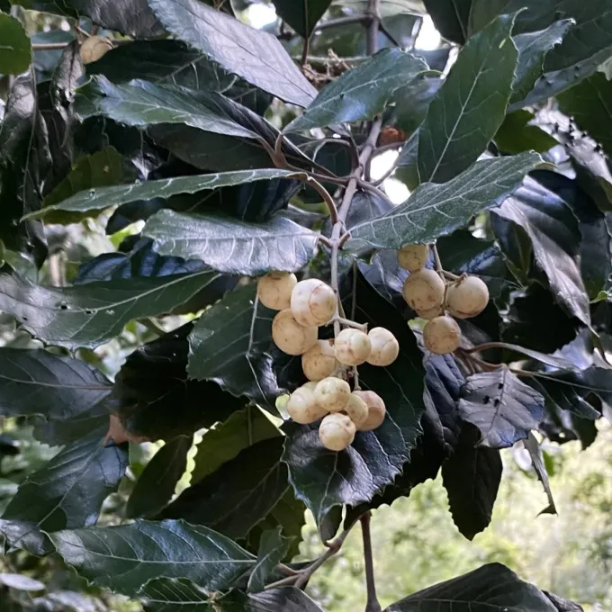 Assegai tree