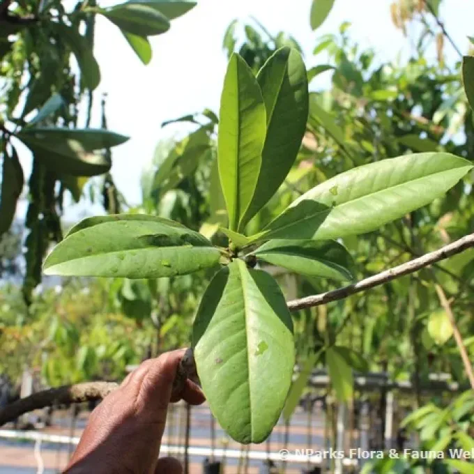 Tetramerista glabra